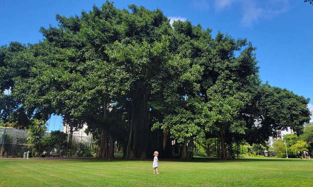 a large banyan tree outside the Honolulu Zoo