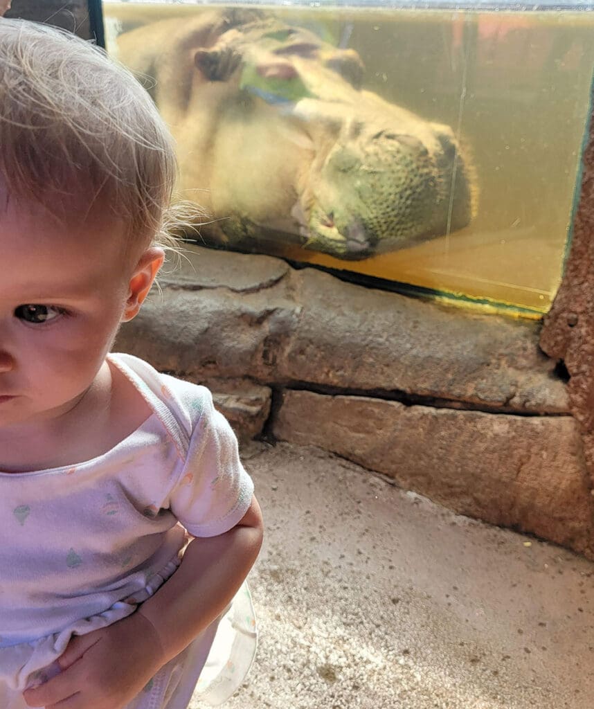 a baby next to the hippo at the honolulu zoo