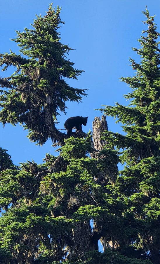 a bear cub hides high up in a tree in whistler, british columbia 