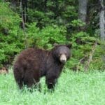 a black bear stands in a field of grass and looks at the camera
