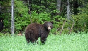 a black bear stands in a field of grass and looks at the camera