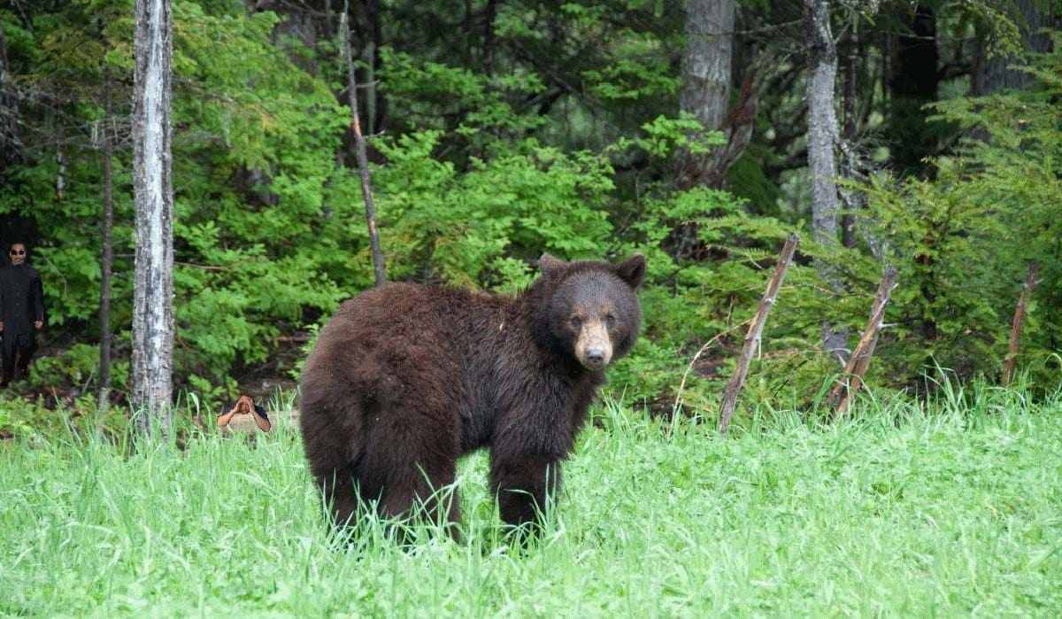 How To Be Bear Aware