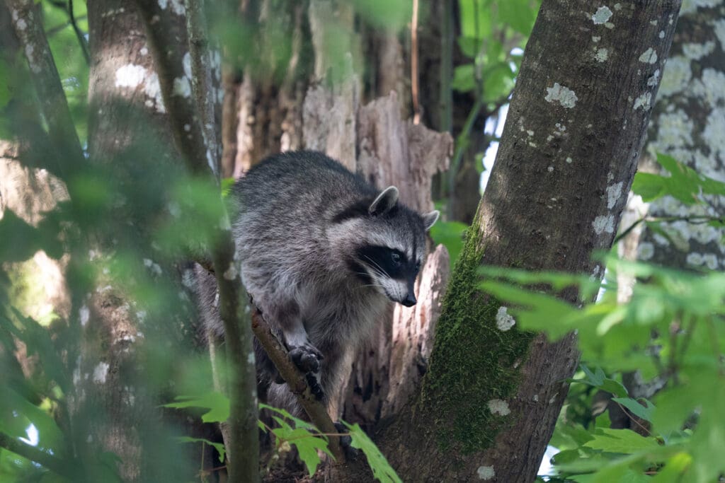 a racoon sits in a tree 