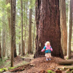 a toddler stands next to a giant tree while hiking in an old growth forest