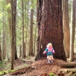 a toddler stands next to a giant old-growth douglas fir tree while hiking the trail to cheakamus lake in garibaldi provincial park, whistler bc canada