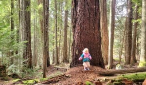 a toddler stands next to a giant old-growth douglas fir tree while hiking the trail to cheakamus lake in garibaldi provincial park, whistler bc canada