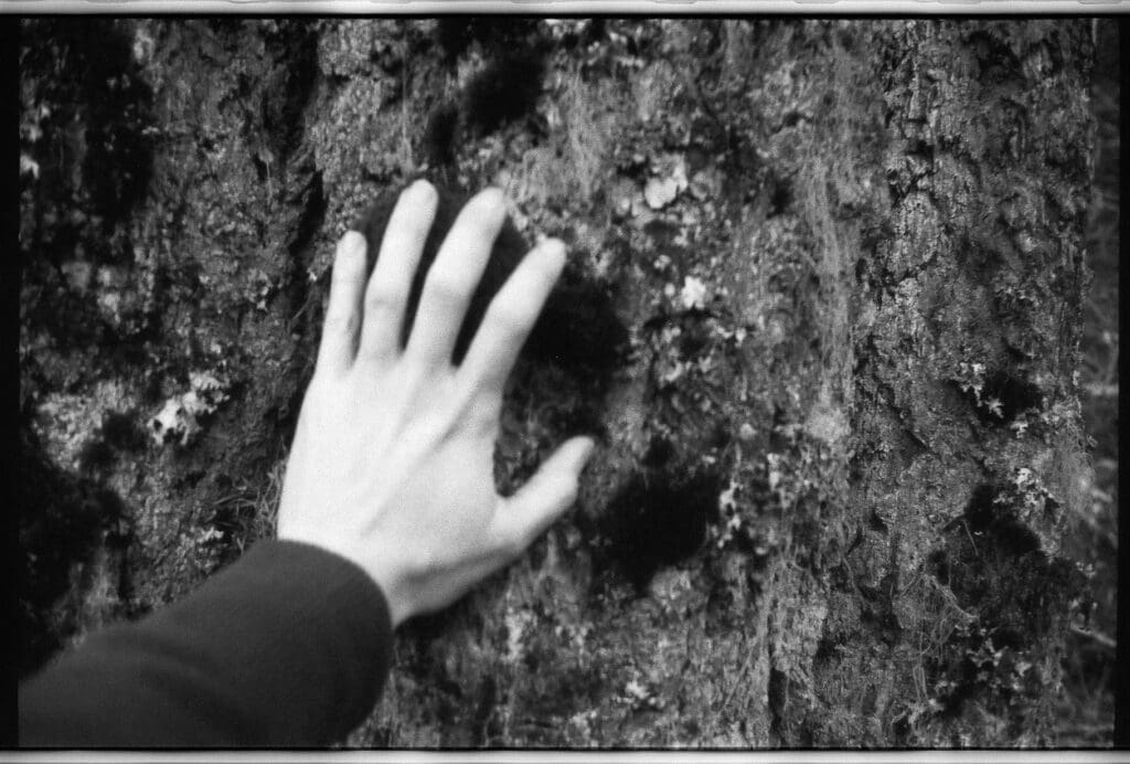 A hand touching the rough bark of an old growth Douglas Fir