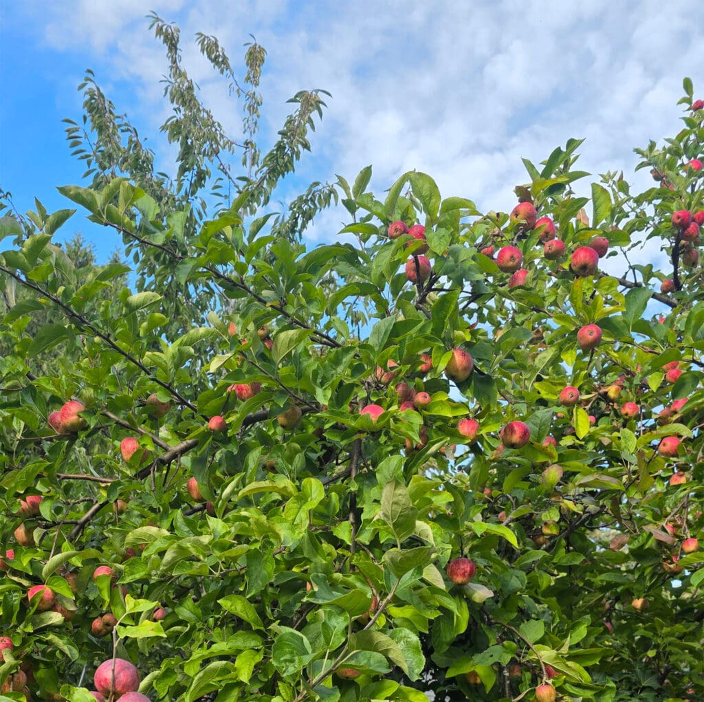 ripe apples in an apple tree
